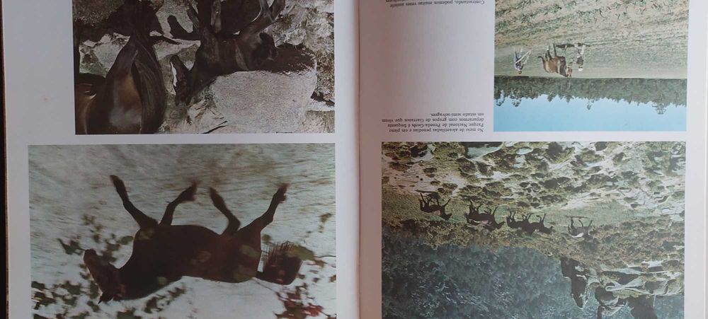 Portugal e os seus cavalos