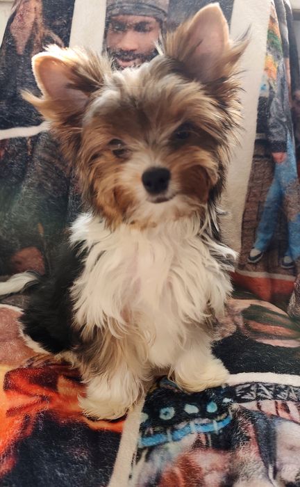 Хлопчик Бівер Йорк гарнесенький.