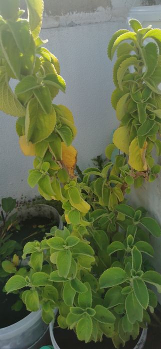 Planta boldo do Chile