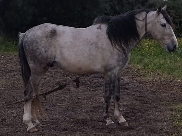 Cavalo capado 6 anos