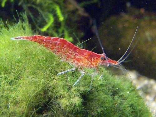 MISIEKZOO Krewetki - Krewetka Red cherry / Krewetka Wiśniowa już od 3,50 zł