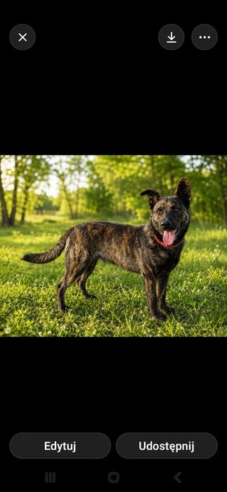 Pako owczarek  do adopcji