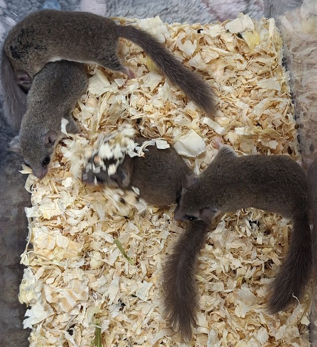 Popielice afrykańskie młode