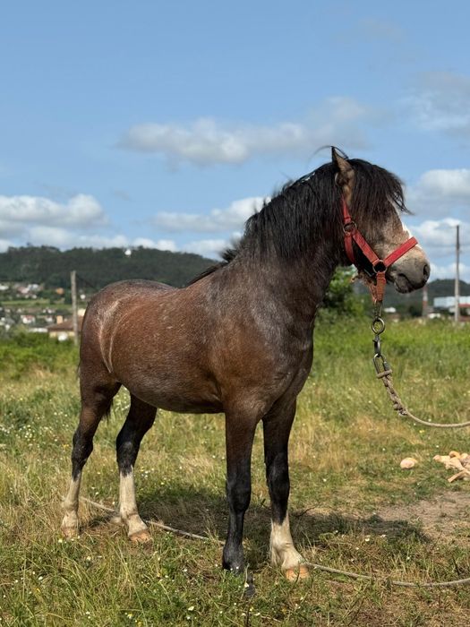Pónei Welsh macho