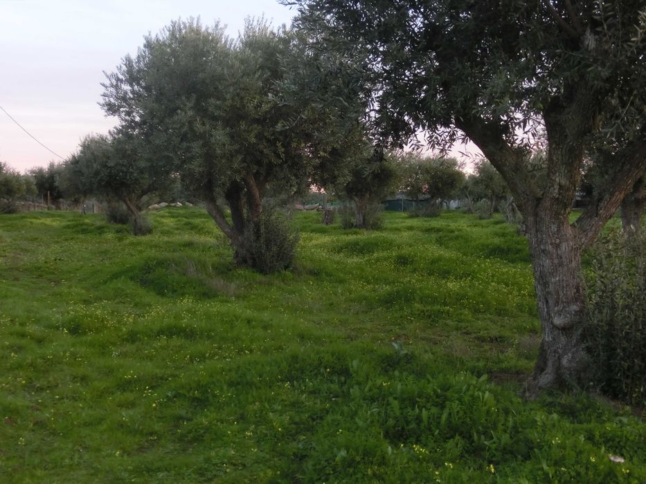 VENDO   OLIVAL  EM  SANTA  EULALIA  ELVAS  ALENTEJO  189 Oliveiras  Centenarias  1 , 175 ha de terreno