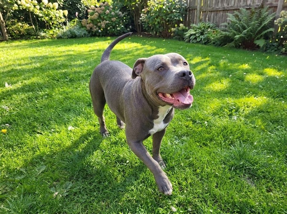 American Staffordshire Terrier blue, niebieska suczka