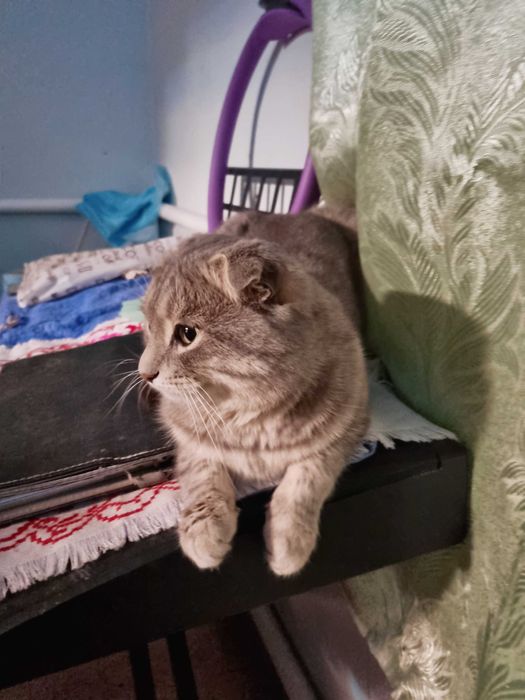 Шотландський висловухий шиншиловий котик