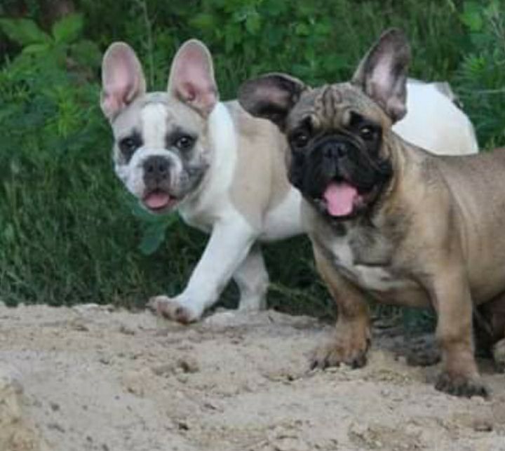 Вязка француский бульдог