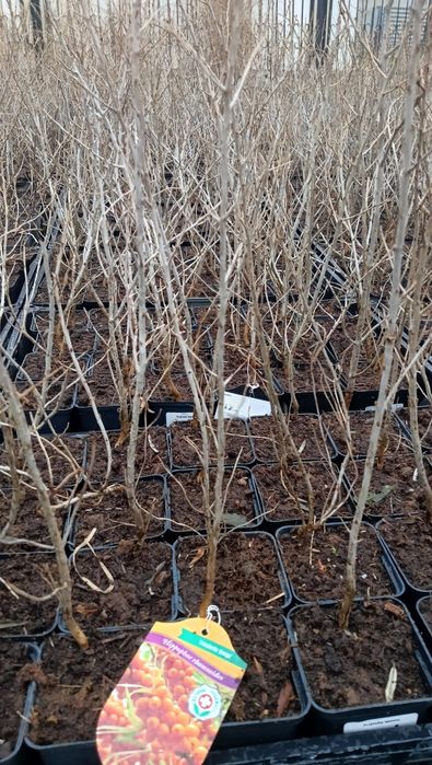 Rokitnik samopylny w doniczce p9