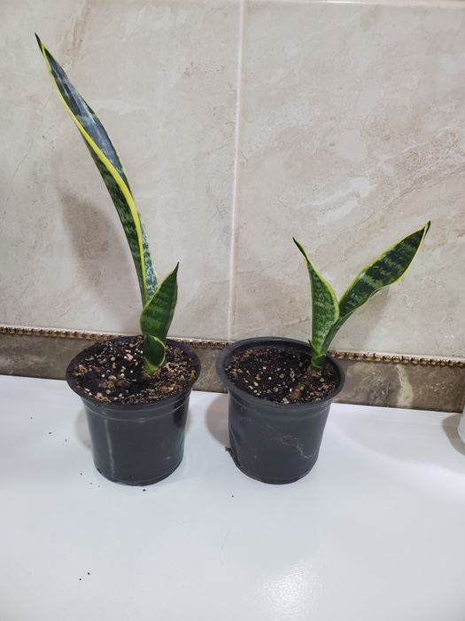 Сансевиерия  среднерослая