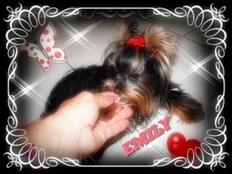 York,Yorkshire Terrier!Elitarne MICRO CUDENKA XXXXXS dla VIP-Kraków