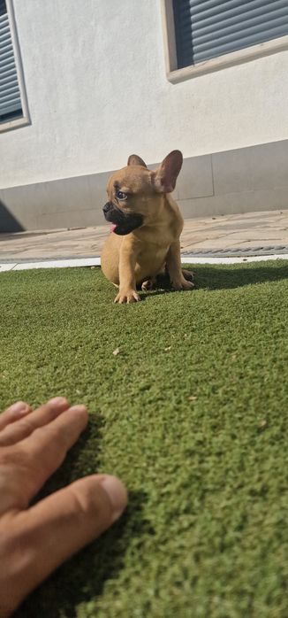 Menino bulldog frances fawn