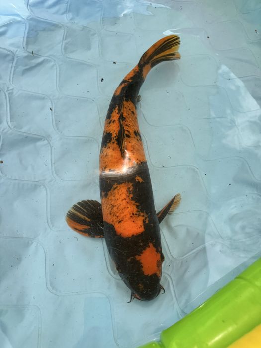 Carpa koi hinutsuri male