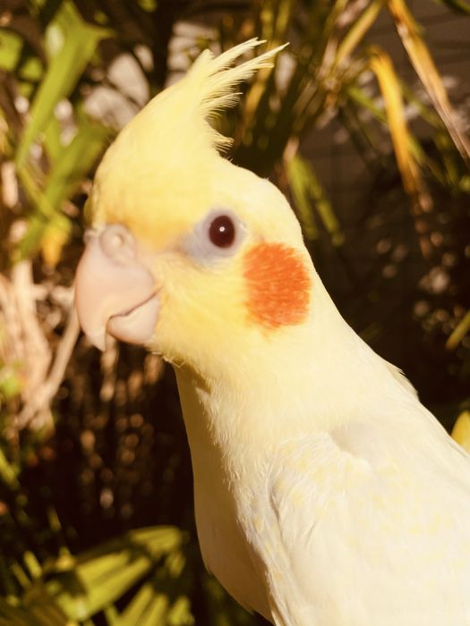 Caturra domesticada lutina grande oportunidade