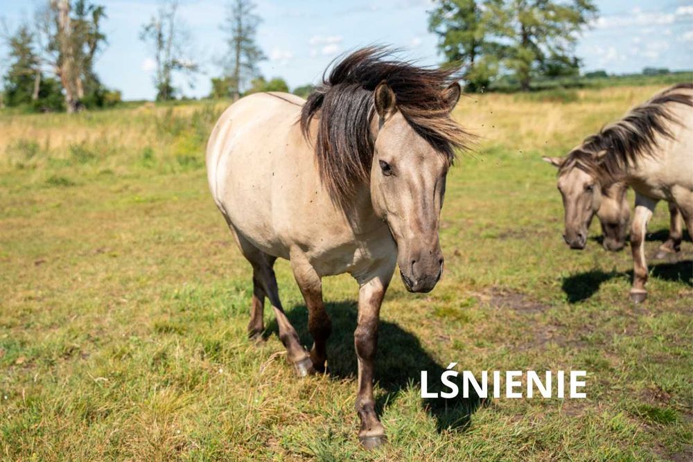 Konik polski wałach 4 lata