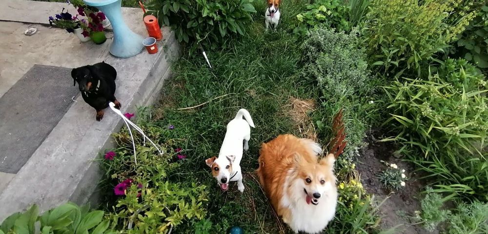 Перетримка собак(маленьких та середніх порід))