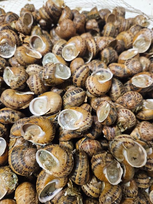 Ślimaki Helix Aspersa Muller