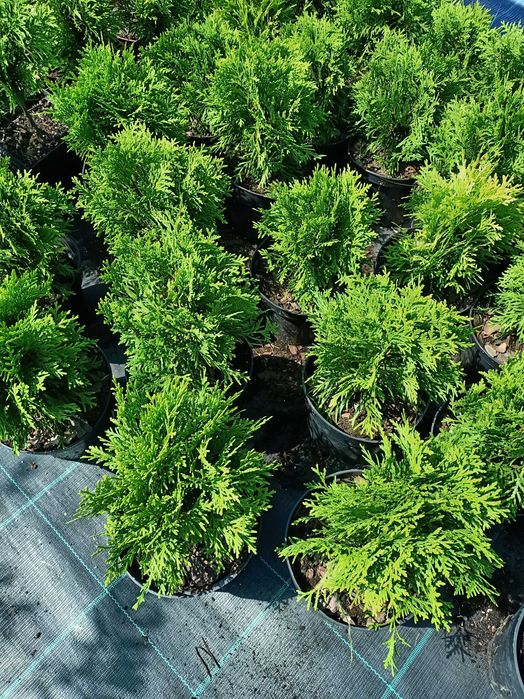 Туї кульки Даніка, Хоссері та Міріам