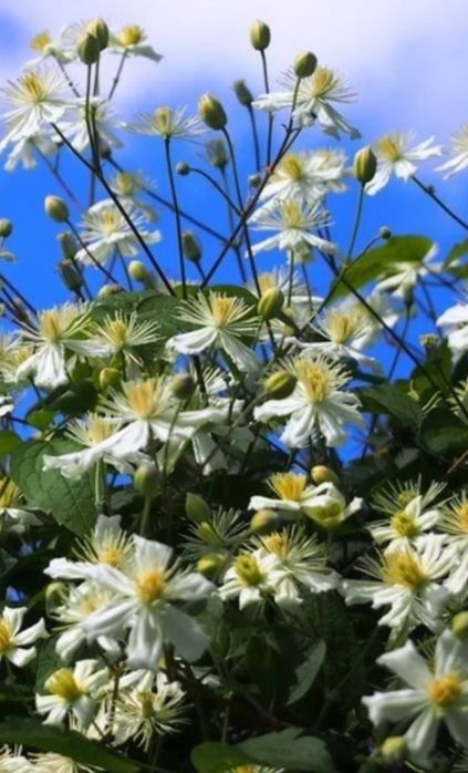 Clematis Paul Farges