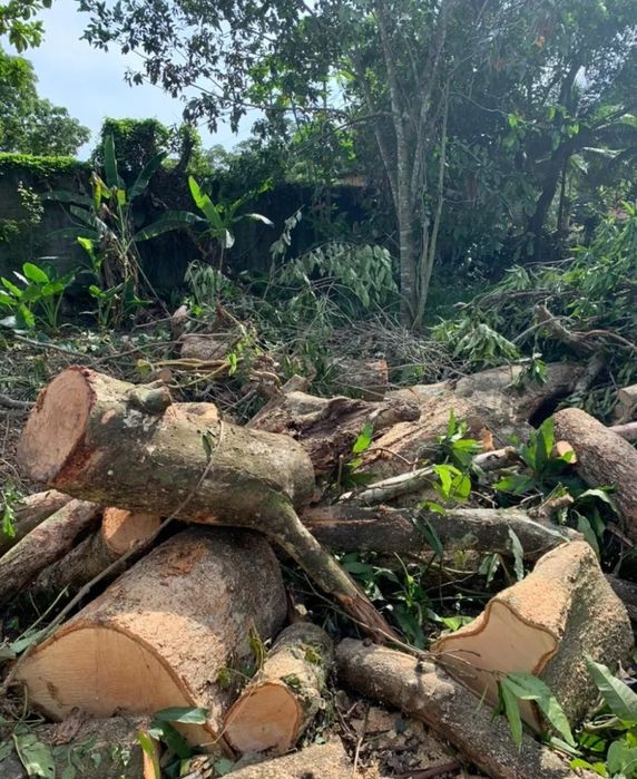 Trabalhos de jardinagem e também faço serviços de limpeza