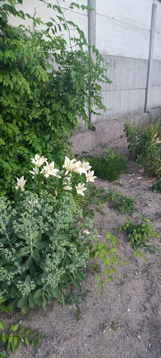 Продається будинок в мальовничому куточку с.Левків.