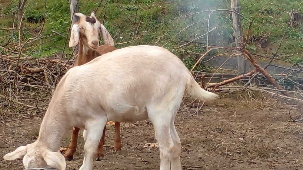 75% нубійц( 2 козочки)(вже покриті 100% ан)