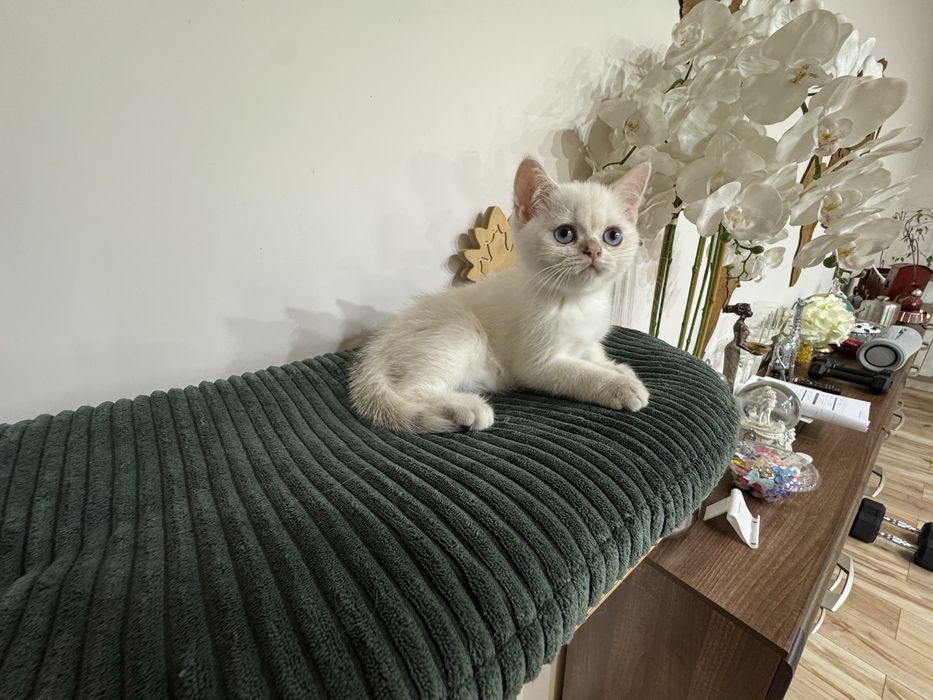 Kot kocur brytyjski point FIFe FPL prawdziwy rodowód GWARANCJA