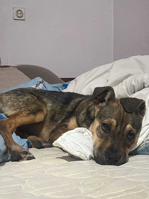 Собака в добрі руки