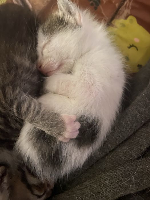 3 Gatas para Adoção