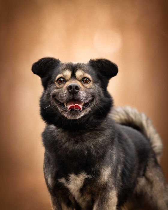 KIMON - mały puchaty słodziak