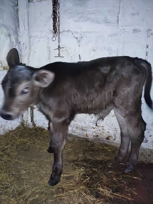 Продам  бичка село Боромля