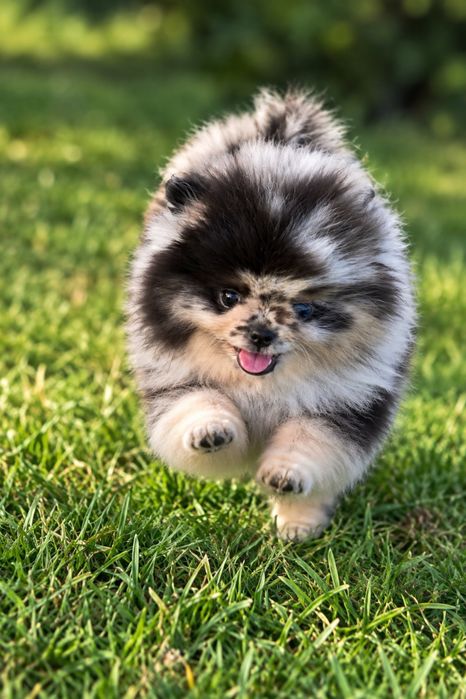 Piękny Mini chlopiec pomeranian! Merle