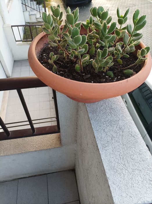 Vendo vaso terracota