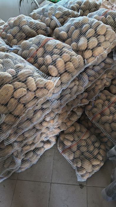 Ziemniaki jadalne catania