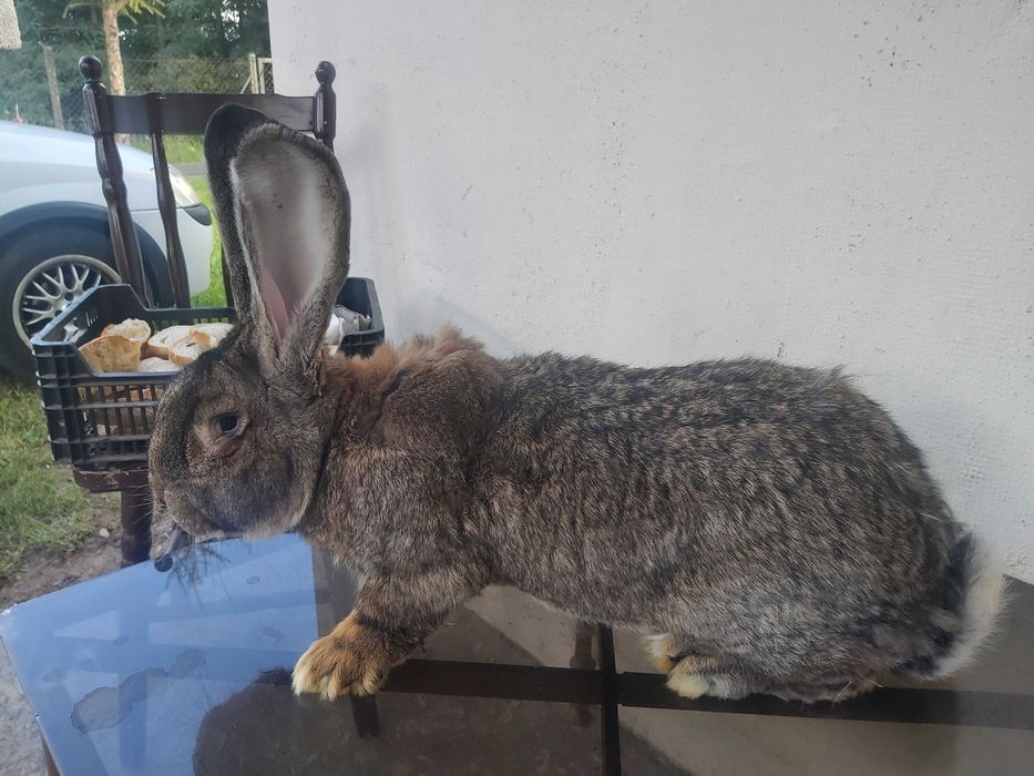 Olbrzym belgijski samiec BOS