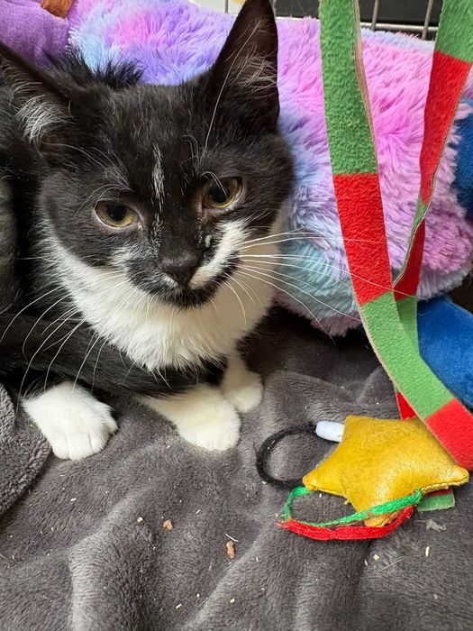 Maurycy ,kociak zadbany ,zdrowy ,sźuka domu.