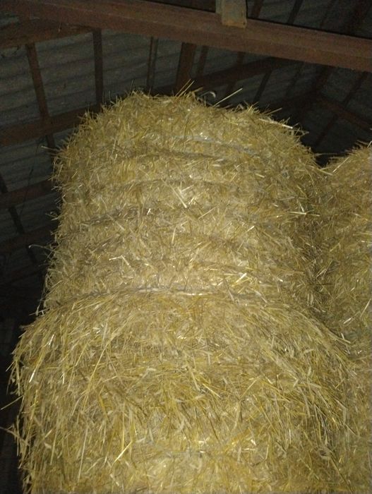 Słoma w balotach 130