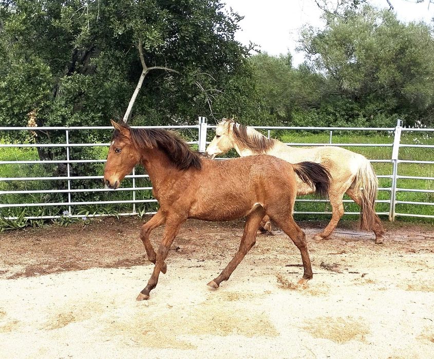 Poldra de um ano – origem distinta