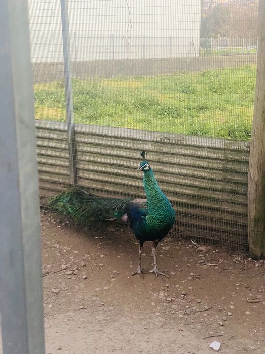 Pavões adultos de varias cores