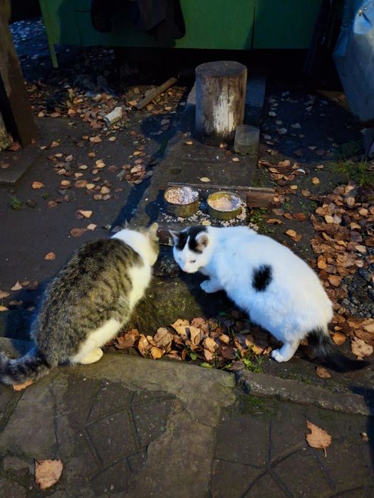 Дві стерілізовані  молоді  кішечки