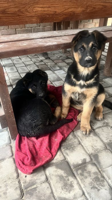 Продам чистокровних цуценят німецької вівчарки