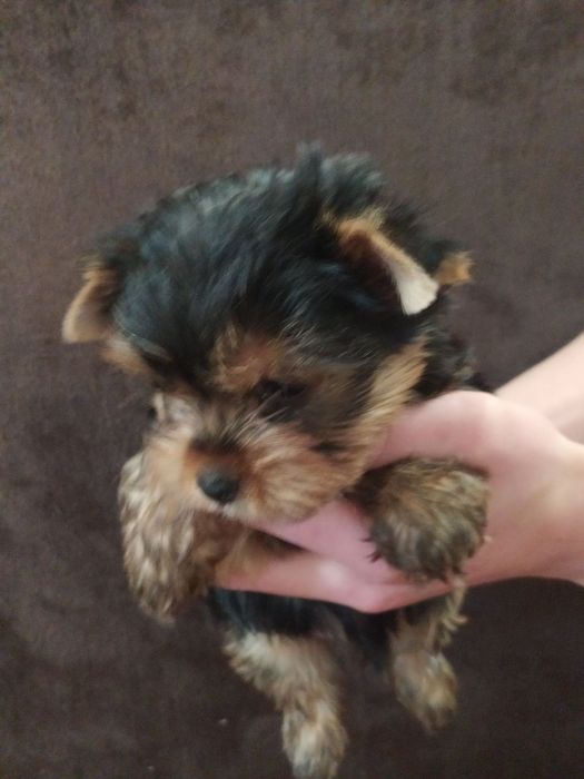 Мини мальчик йорк!