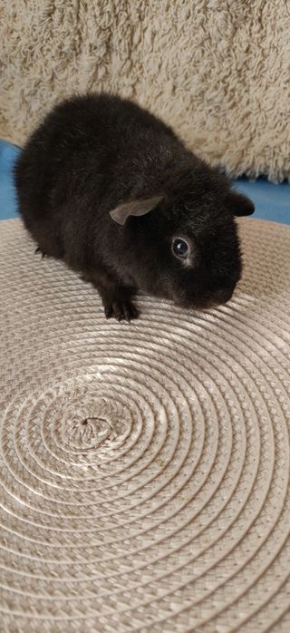 Морська свинка чорний Тедді 1міс