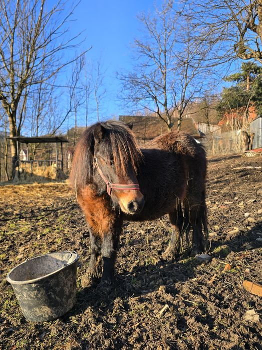 Kucyk klacz klaczka okazja