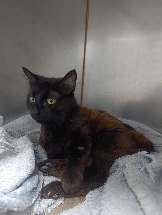 Gatinha peluda FELV+