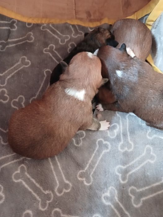 Бронювання чіхуашок