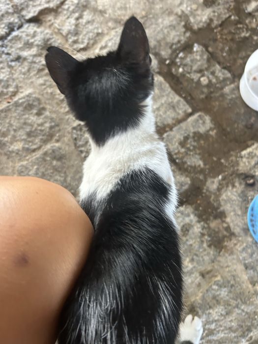 Gatinha para adoção responsável