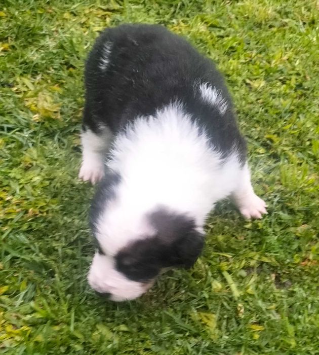 Border collie xx  fofo