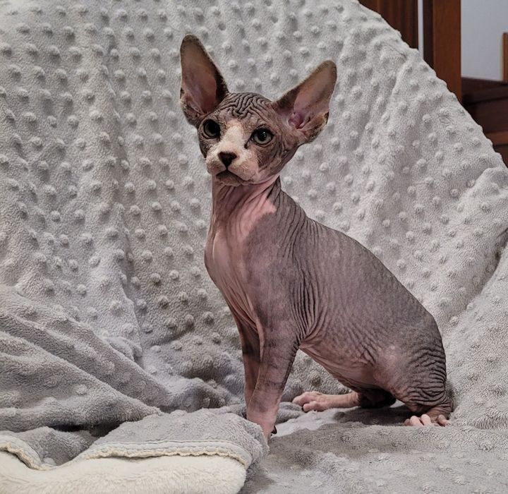 Sphynx bebé macho