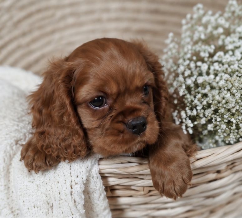 Cavalier Charles Spaniel samiec ruby